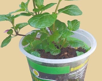 Peppermint Plant – Fresh Botanical Herb for Tea & Natural Wellness | Seasonal
