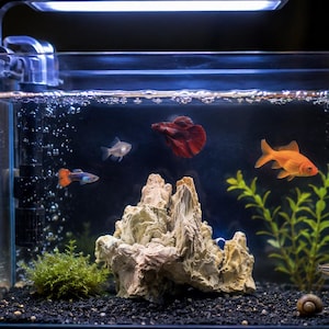 Könnte beinhalten: Ein rechteckiges Glasaquarium mit schwarzem Sockel und LED-Beleuchtung. Im Inneren befindet sich eine große beige Felsformation auf schwarzem Kies, umgeben von grünen Wasserpflanzen, einem roten Kampffisch, einem Goldfisch und kleinen Fischen.