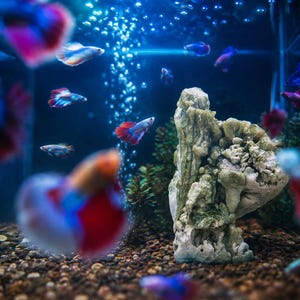 Könnte beinhalten: Ein Süßwasseraquarium mit mehreren Kampffischen mit leuchtend roten, blauen und weißen Flossen, die um eine große, strukturierte, helle Felsformation schwimmen. Der Boden ist mit kleinen braunen Kieselsteinen und grünen Wasserpflanzen bedeckt.