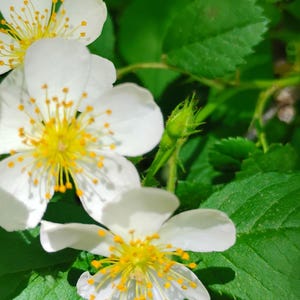 May include: Close-up of white flowers with yellow centers and green leaves. The flowers have multiple petals and are in full bloom, with a few buds visible. The leaves are a vibrant green, creating a natural, floral theme.