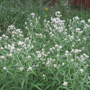 May include: A white ceramic mug with a black handle and the text "But First, Coffee" in a black, handwritten-style font. The mug is on a white surface.
