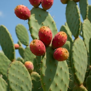 May include: A prickly pear cactus featuring flat, oval-shaped green pads covered in small spines. Several vibrant, reddish-pink prickly pear fruits are attached to the edges and surfaces of the cactus pads, set against a clear blue sky.