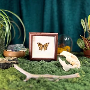 May include: A framed butterfly specimen featuring a brown and orange patterned insect with black spots, centered within a square dark wood frame with a white mat. The display is presented as a preserved natural history item for wall decor.