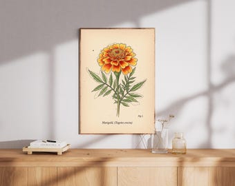 Vintage Marigold Botanical Art Print – Floral Home Decor