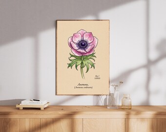 Anemone Flower Print – Vintage Botanical Illustration, Pink & Purple