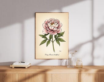 Lámina artística botánica de peonía – Ilustración floral rosa vintage