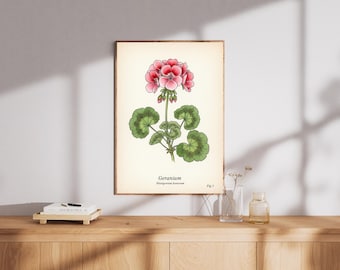 ヴィンテージゼラニウムアートプリント - 植物の花のイラスト