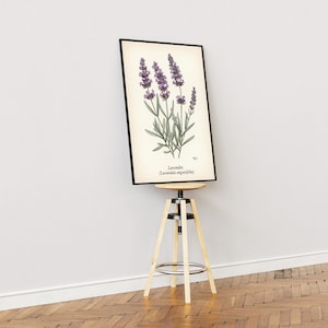 Lavender Botanical Art Print – Purple & Green Floral Decor | Vintage Nature Illustration – Living Room or Bedroom Wall Art