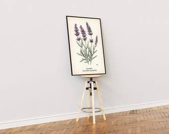Estampa botânica de lavanda – Ilustração floral vintage da natureza