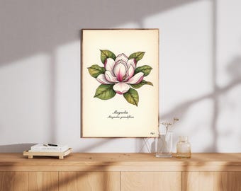 Lámina vintage de flor de magnolia – Ilustración botánica