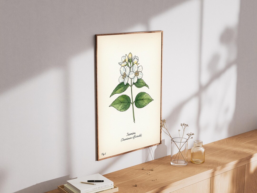Jasmine Flower Art Print – Vintage Botanical Illustration - Etsy