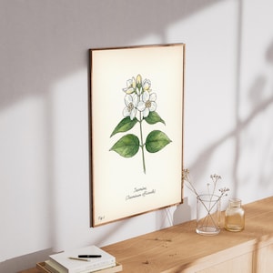 Gravura artística de flor de jasmim – Ilustração botânica vintage