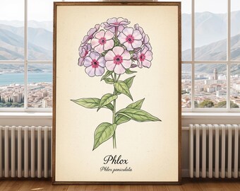 フロックスのボタニカルプリント – ピンクの花の水彩画、ヴィンテージスタイル