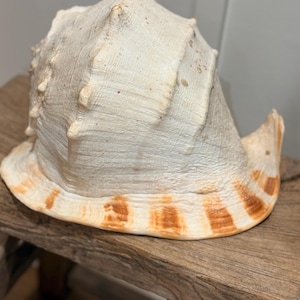 Puede incluir: Una gran concha de color crema con una espira prominente y una superficie texturizada. La concha presenta una base ancha y acampanada con detalles a rayas marrones y naranjas. Es un artículo decorativo natural.