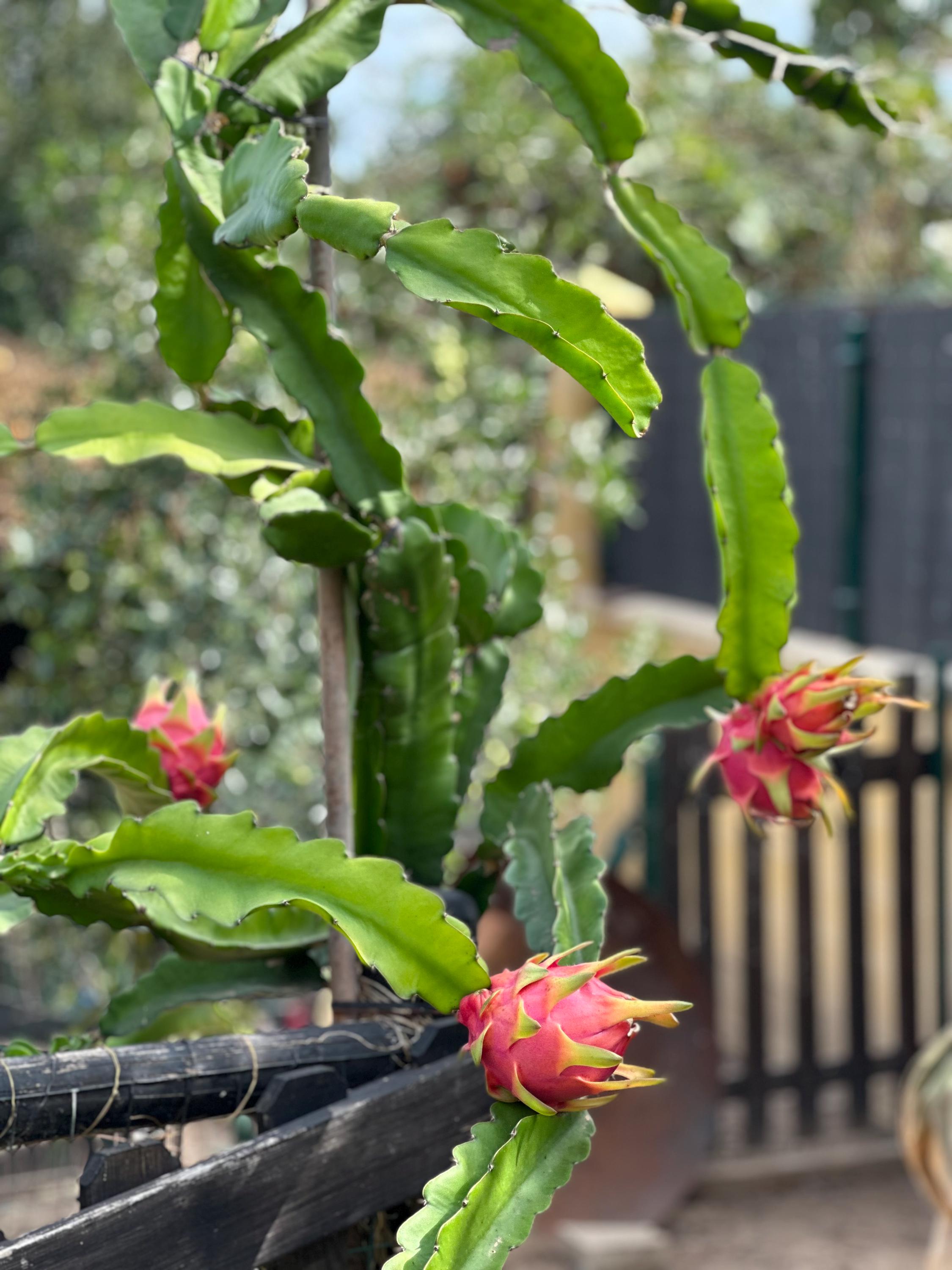 Boutures de prune France