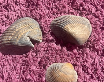 Arks Atlantic cockle clam shell. Dinocarbium robustum. Gulf of America being sold as lot of 3