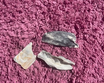 Fossilized oyster seashells and other bone / shell fossil fragments. Being sold as lot of 3 as pictured