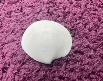 Dosinia clam shell. Handpicked from Gulf of America