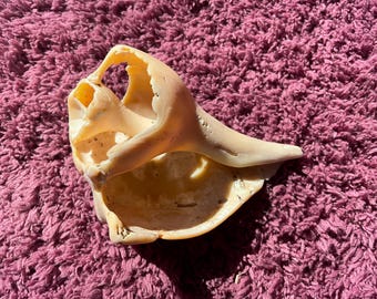 Fossilized Conch Shell. Gulf of America