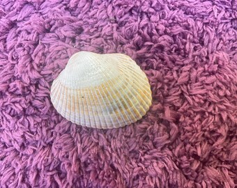 Atlantic cockle shell. Gulf of America