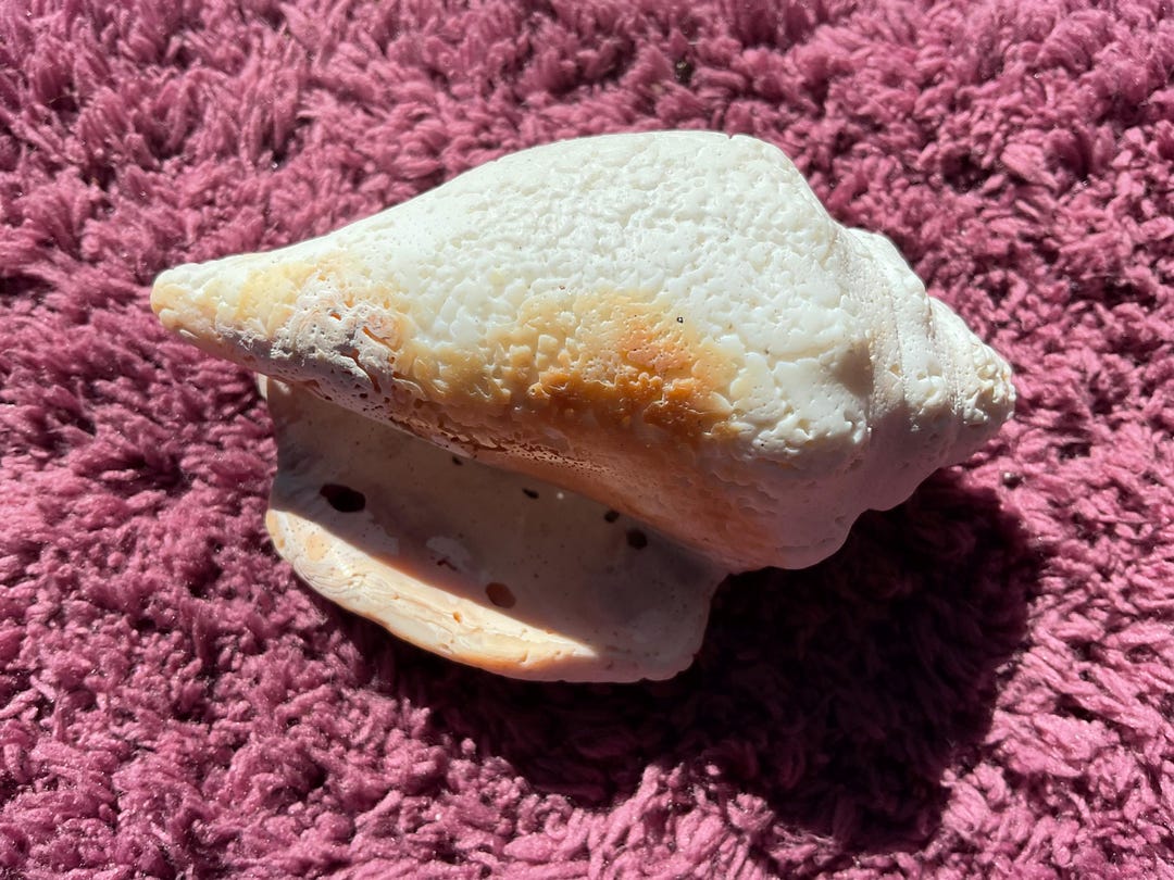 Lightning Whelk Conch Shell Commonly Found on Florida’s Gulf Coast. Age ...