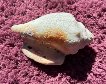 Lightning whelk conch Shell commonly found on Florida’s gulf coast. Age unknown fossilized