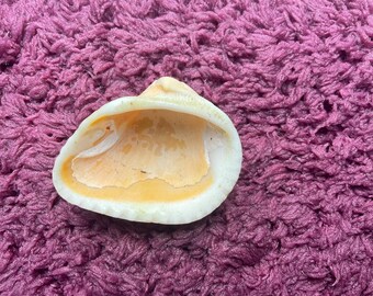 Atlantic cockle shell from Gulf of America.