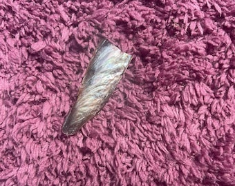 Pen shells bivalve mollusk shell gulf of america. Florida