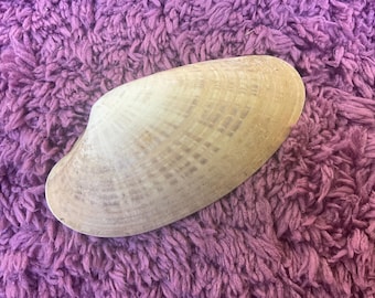 Sunray Venus seashell