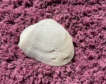 Geoduck clam fossil possibly (Panopea) Anclote Island Florida.