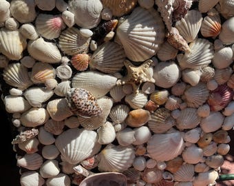 A rare sea shell fine art piece. Great for wall hanger in the seashore room and beach house. Handcrafted by CCR