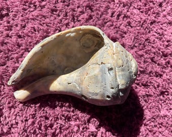Fossilized conch Shell. Handpicked in Florida from gulf of America.
