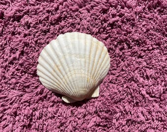 Bay scallop shell. White handpicked from gulf of America. Argepecten gibbus.