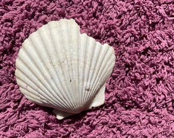 Bay scallop shell. White. Argopencten irradians. Bivalve mollusk shell. Gulf of America.
