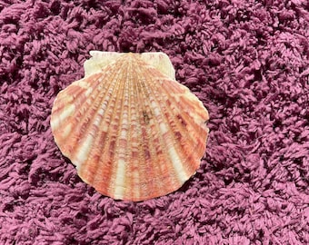 Zigzag or Ravenel’s scallop shell. A rare find, flat valves. Gulf of America