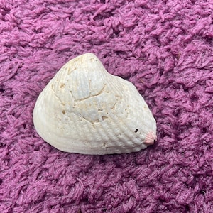 May include: A white seashell with a textured surface and a pinkish hue at the edge. The shell is resting on a vibrant purple, shaggy fabric, creating a contrast in textures and colors. The shell's natural form is highlighted.