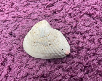 Echinoid fossil shell. Marine fossil coral.