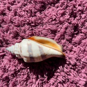 May include: A seashell with a spiral shape, in white and tan with brown accents. It rests on a textured, pink surface. The shell's opening has a warm, orange hue. A natural decorative item.