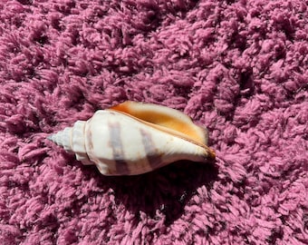 Strombus pugilis fighting conch Shell true conch gastopod marine mollusks from Florida