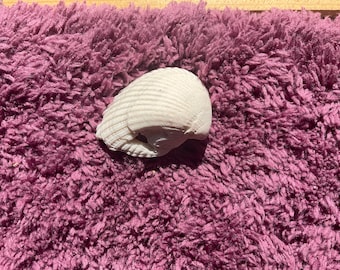 May include: A white seashell with a ridged texture rests on a plush, deep purple rug. The shell's natural form is highlighted against the vibrant background, creating a contrast of textures and colors. This image evokes a coastal theme.