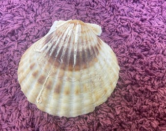 Bay scallop Argopecten irradians. Pectinidate family