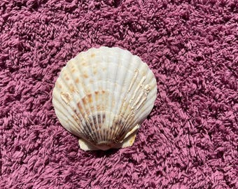 Atlantic scallop shell handpicked from Florida beaches.