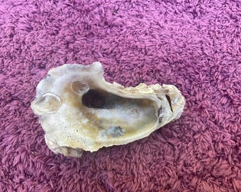 Oyster cluster. Rare shell from gulf of America