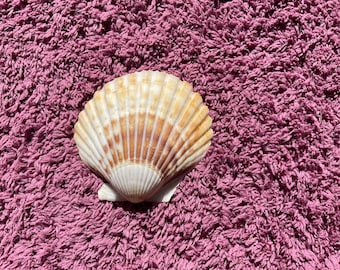 Atlantic calico scallop shell. Argepecten gibbus handpicked from Gulf of America