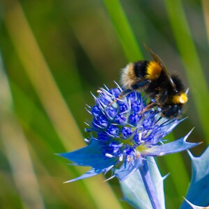 Photo Print of Bumble Bee