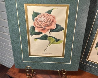 Antique Botanical Art Print  Camellia Perteni Beautiful Pink Flower Spring Summer Garden Plant