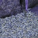 BULK HIGHEST FRAGRANCE Lavender Organic Dry Natural Flower Confetti Biodegradable Wedding Exit Toss Compostable Sterile 1lb 2lb 3lb 4lb 5lb