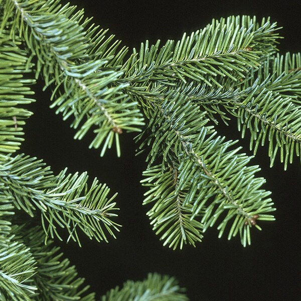 WHOLESALE Bulk Balsam Fir Maine Organic Dried Ground Shredded Traditional Christmas Fragrance Potpourri 2lb 5lb 10lb 1lb 3lb 4lb 6lb 8oz 4oz