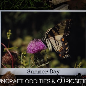 May include: A framed photograph featuring a butterfly with black and yellow wings perched on a purple thistle flower. The text "Summer Day" is printed on the photo, with "SUNCRAFT ODDITIES & CURIOSITIES" below.