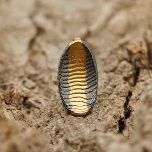 Archaic pendant made of 925 sterling silver with 999 fine gold, handcrafted unique piece, ossa-sepia casting with Keum Boo